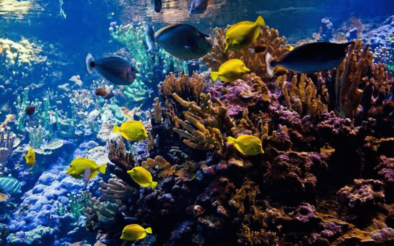 Fiji snorkelling