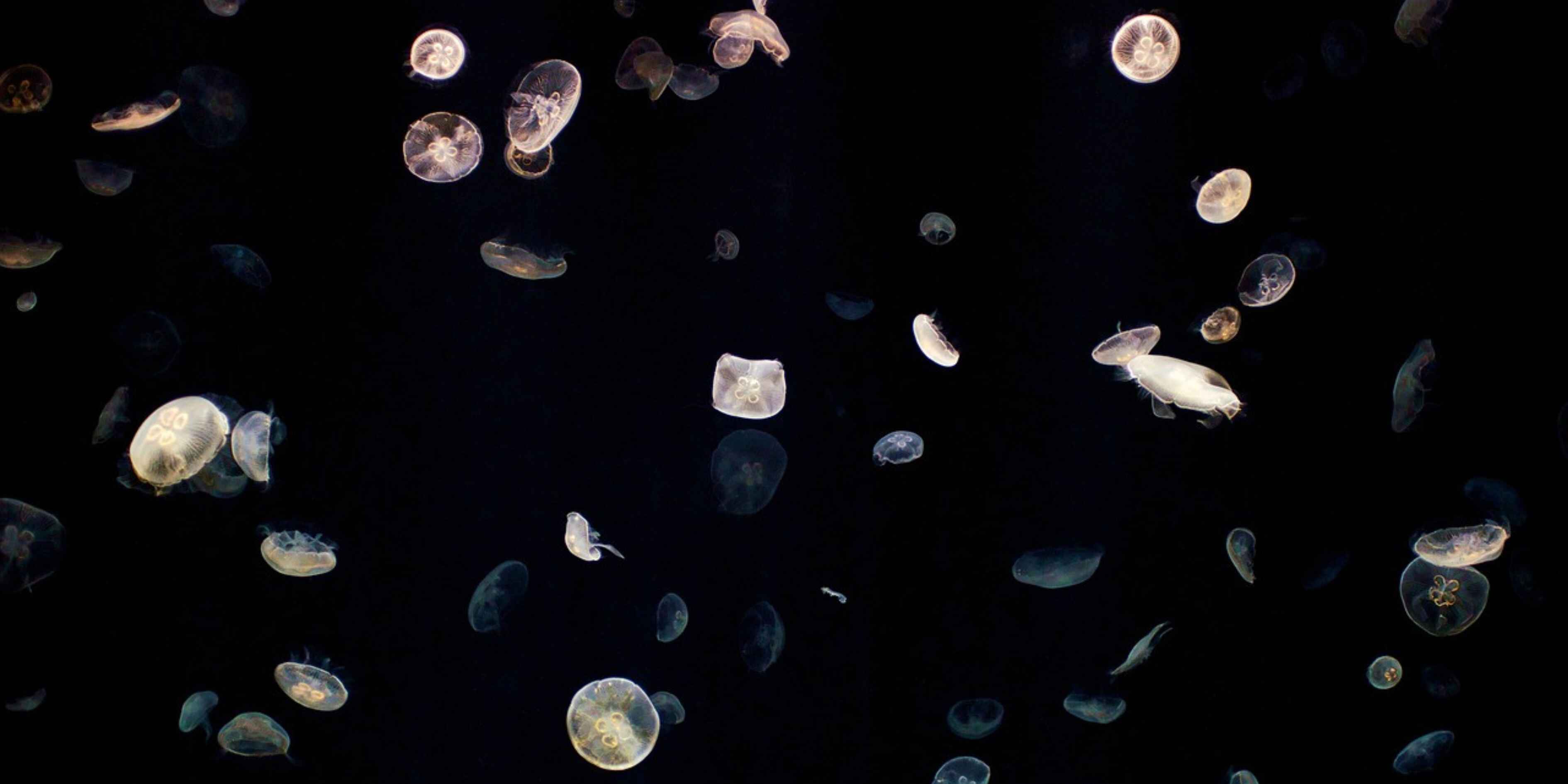 Scuba Diving Japan Jellyfish