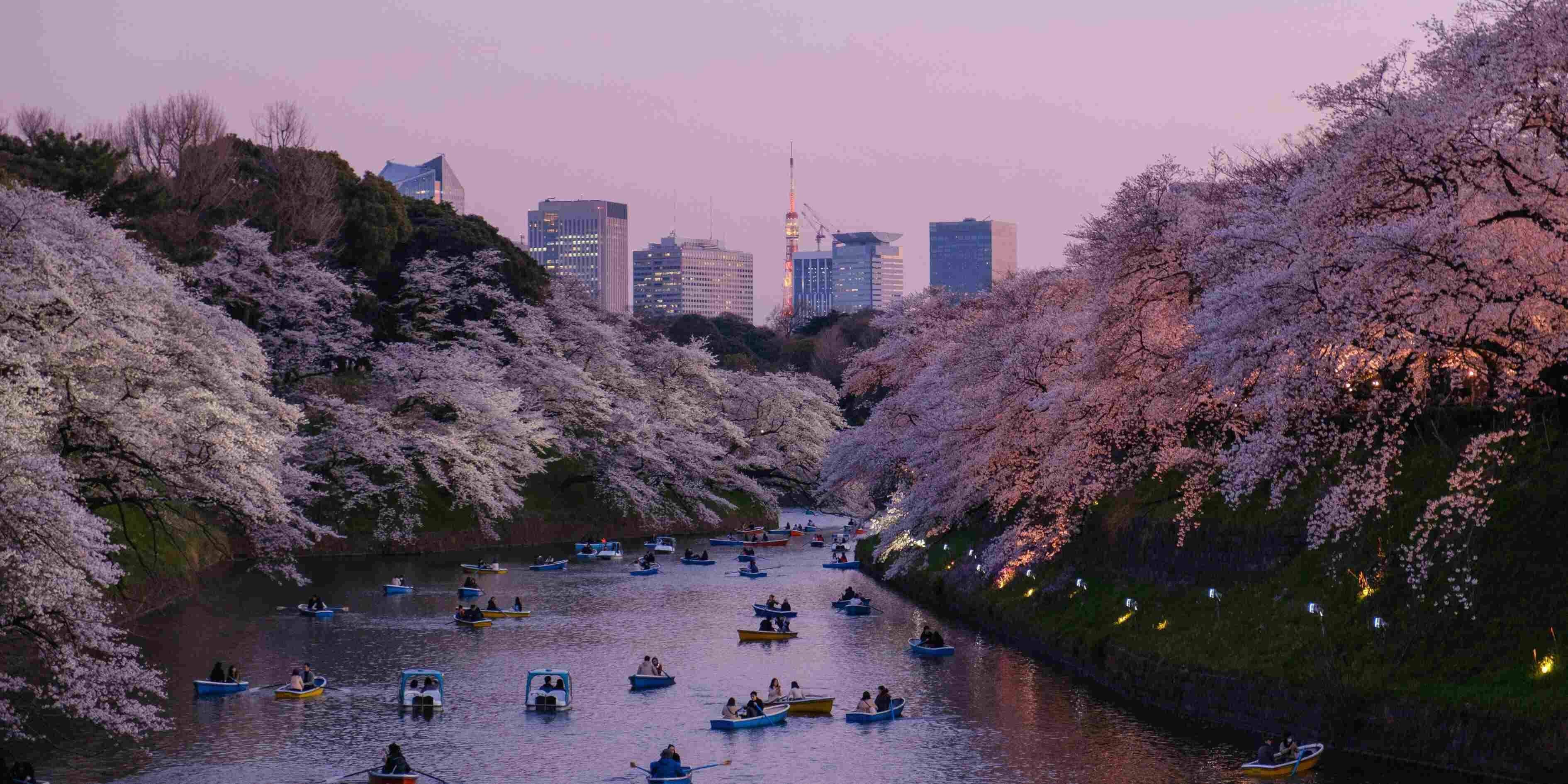 Tokyo Cherry Blossoms